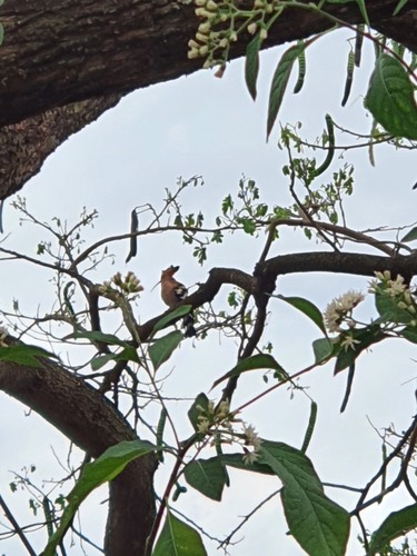 นกกะรางหัวขวาน · Common Hoopoe · Upupa epops