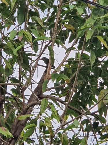 นกโพระดกธรรมดา · Lineated Barbet · Psilopogon lineatus