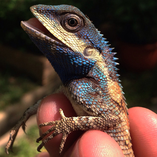 กิ้งก่าหัวสีฟ้า · Siamese Blue Crested Lizard · Calotes goetzi