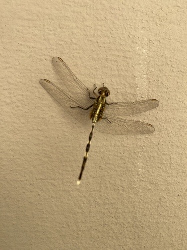 แมลงปอบ้านเสือลายเขียว · Slender Skimmer · Orthetrum sabina