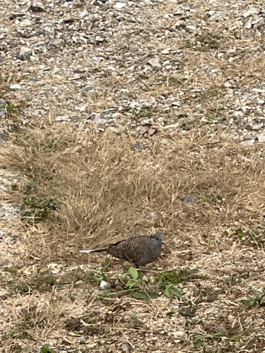 นกเขาชวา · Zebra Dove · Geopelia striata