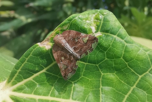 Black planthopper · Ricania speculum
