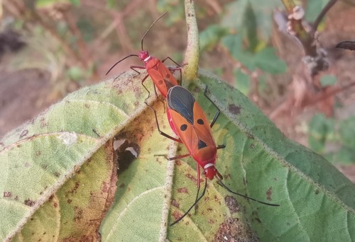 มวนแดงฝ้ายอินเดีย · Indian Cotton Stainer · Dysdercus cingulatus