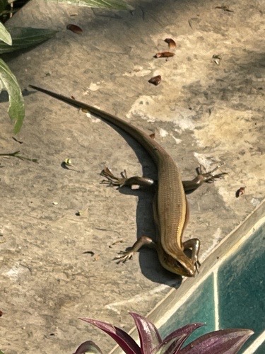 จิ้งเหลนบ้าน · Common Sun Skink · Eutropis multifasciata