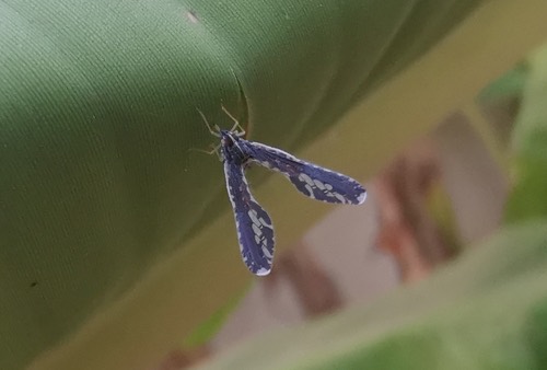 เพลี้ยกระโดดปีกยาว · Long-winged Planthopper · Proutista moesta