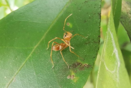 แมงมุมกระโดดมดแดง · Red Weaver Ant-mimicking Spider · Myrmaplata plataleoides