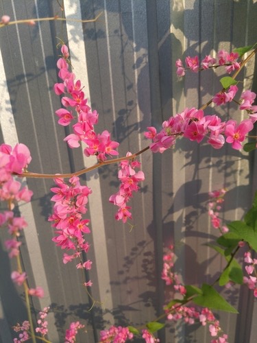 พวงชมพู · Coral Vine · Antigonon leptopus