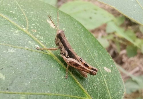 ตั๊กแตนข้าวปีกสั้น · Short-winged Rice Grasshopper · Pseudoxya diminuta