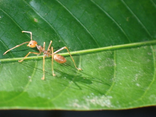 มดแดง · Asian Weaver Ant · Oecophylla smaragdina