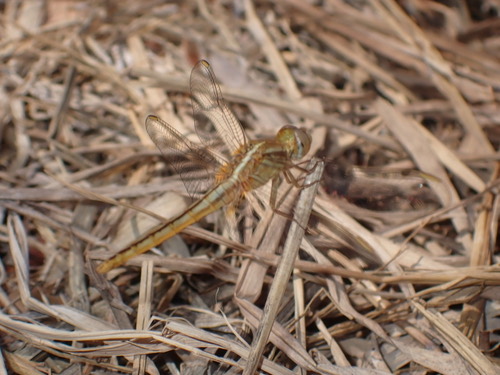 แมลงปอบ้านบ่อ · Scarlet Skimmer · Crocothemis servilia