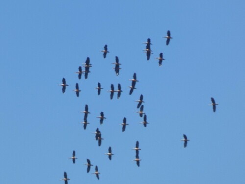 เป็ดแดง · Lesser Whistling-Duck · Dendrocygna javanica