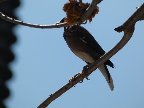 นกเอี้ยงสาริกา · Common Myna · Acridotheres tristis