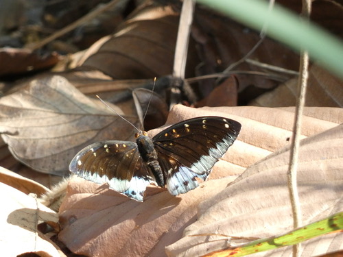 ผีเสื้ออ๊าชดุ๊คธรรมดา · Common Archduke · Lexias pardalis