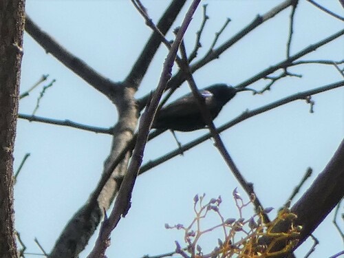 นกกินปลีดำม่วง · Purple Sunbird · Cinnyris asiaticus