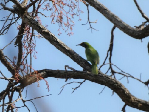 นกเขียวก้านตองหน้าผากสีทอง · Golden-fronted Leafbird · Chloropsis aurifrons