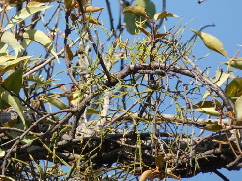 กาฝากตีนปู · Jointed Mistletoe · Viscum articulatum