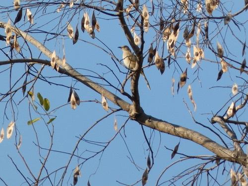 นกปรอดสวน · Streak-eared Bulbul · Pycnonotus conradi