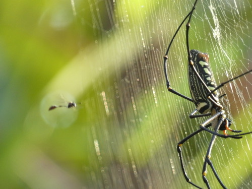 แมงมุมใยทองท้องขนาน · Giant Golden Orbweaver · Nephila pilipes