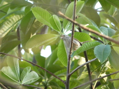 นกกระจิบธรรมดา · Common Tailorbird · Orthotomus sutorius