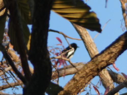 นกกางเขนบ้าน · Oriental Magpie-Robin · Copsychus saularis