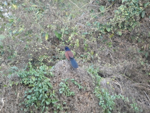 นกกระปูดใหญ่ · Greater Coucal · Centropus sinensis