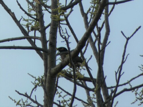 นกเอี้ยงสาริกา · Common Myna · Acridotheres tristis