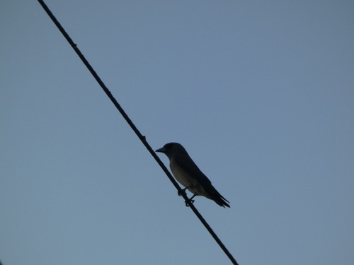นกแอ่นพง · Ashy Woodswallow · Artamus fuscus