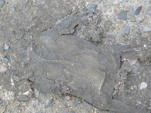 คางคกบ้าน · Asian Common Toad · Duttaphrynus melanostictus