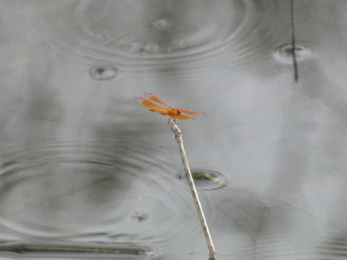 แมลงปอบ้านปีกเปื้อนส้ม · Ditch Jewel · Brachythemis contaminata
