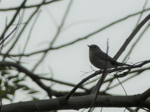 นกจับแมลงคอแดง · Taiga Flycatcher · Ficedula albicilla