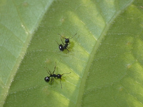 มดก้นห้อยธรรมดา · Cocoa Black Ant · Dolichoderus thoracicus