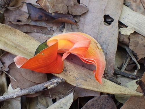 ทองกวาว · Flame of The Forest · Butea monosperma