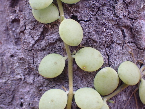 เดฟกระดุม · String of Nickels · Dischidia nummularia