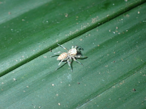 แมงมุมกระโดดหลากสี · Multi-Coloured Phintella · Phintelloides versicolor