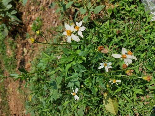 ก้นจ้ำขาวดอกใหญ่ · White beggarticks · Bidens alba