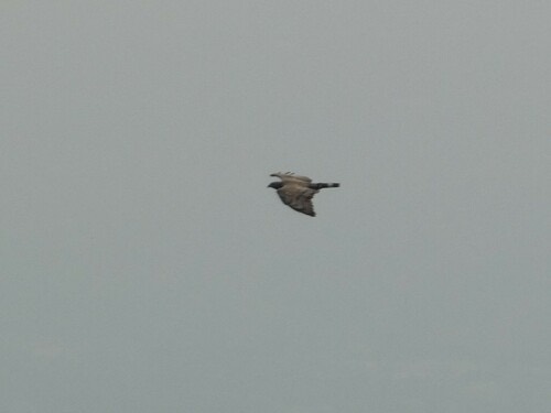 เหยี่ยวผึ้ง · Oriental Honey-buzzard · Pernis ptilorhynchus