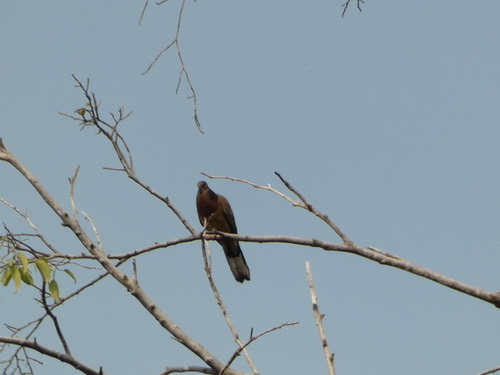 นกเขาใหญ่ · Spotted Dove · Spilopelia chinensis