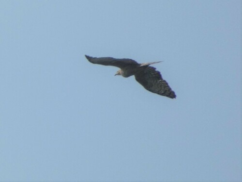 เหยี่ยวผึ้ง · Oriental Honey-buzzard · Pernis ptilorhynchus