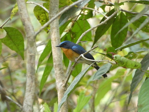 นกจับแมลงคอน้ำตาลแดง · Hill Blue Flycatcher · Cyornis whitei