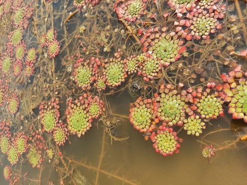 กระจับแก้ว · Mosaic Plant · Ludwigia sedioides