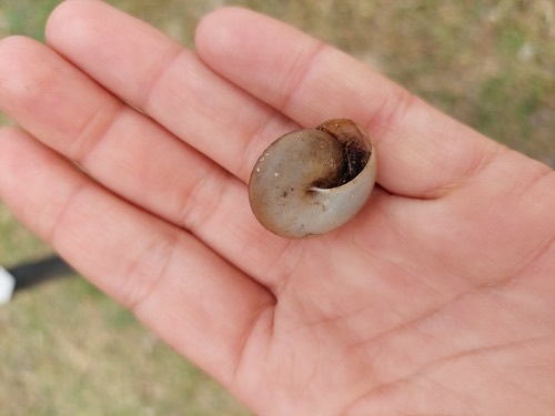 หอยทากสยาม · Siamese Common Snail · Sarika siamensis