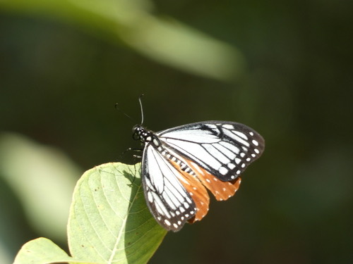 ผีเสื้อเชิงลายดอย · Tawny Mime Swallowtail · Papilio agestor