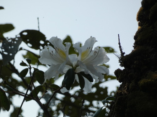 กายอม · Rhododendron veitchianum