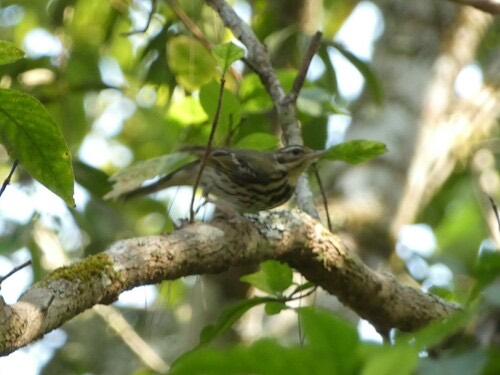 นกเด้าดินสวน · Olive-backed Pipit · Anthus hodgsoni