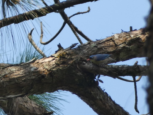 นกไต่ไม้หน้าผากกำมะหยี่ · Velvet-fronted Nuthatch · Sitta frontalis