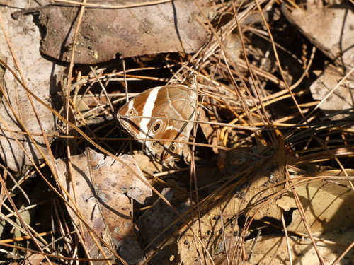 ผีเสื้อเลอะเทอะลายแถบ · Banded Treebrown · Lethe confusa