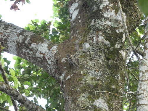 กระเล็นขนปลายหูสั้น · Himalayan Striped Squirrel · Tamiops mcclellandii