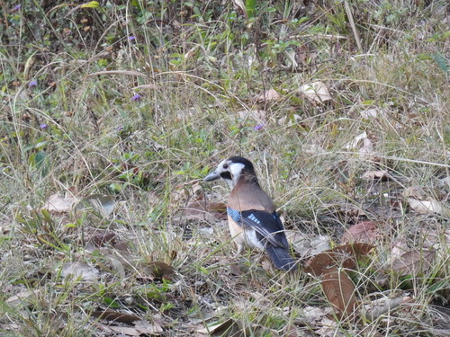 White-faced Jay · Garrulus glandarius leucotis