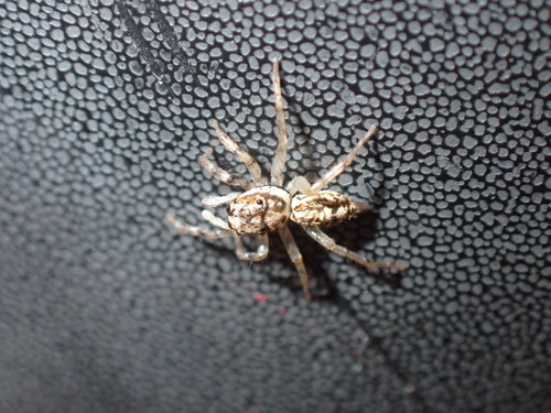 แมงมุมกระโดดหลากสี · Multi-Coloured Phintella · Phintelloides versicolor