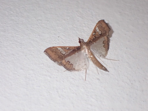 ผีเสื้อหนอนเจาะฝักถั่ว · Mung Bean Moth · Maruca vitrata